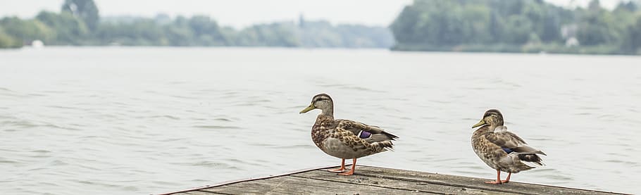 Ducks, River, Water, Nature, Wildlife, animal, lake, bird, pond HD wallpaper