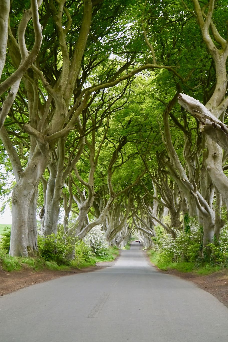 pathway between trees, ireland, the dark hedges, beech, mystical HD wallpaper