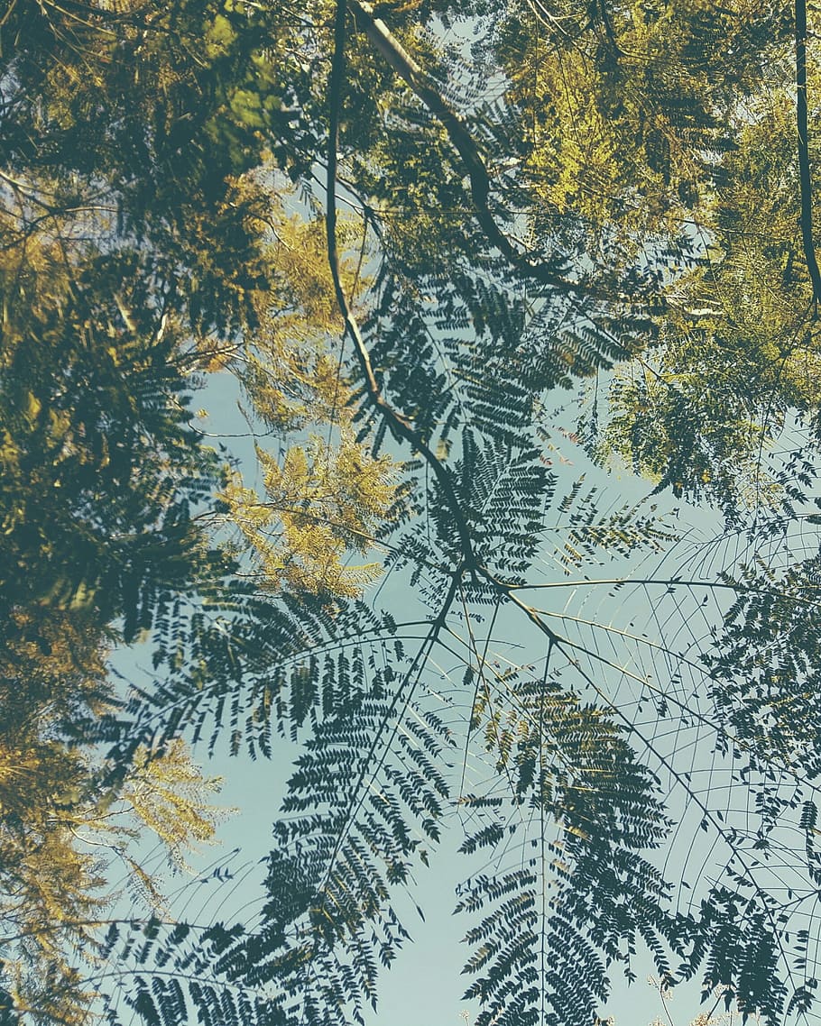 Leaves, low angle photography of trees, woodland, forest, leaf HD wallpaper