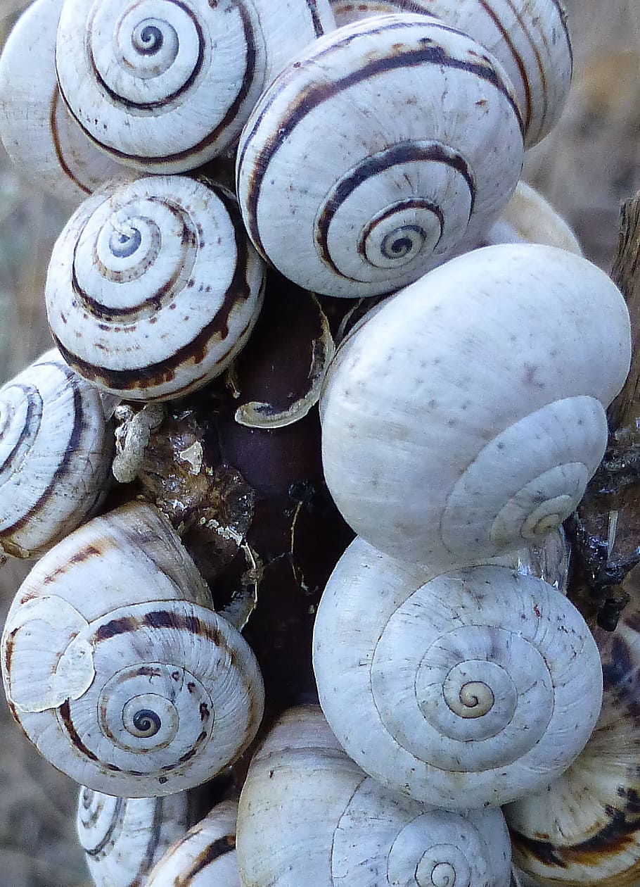 Snails, Shell, Spiral, many, close-up, no people, backgrounds HD wallpaper