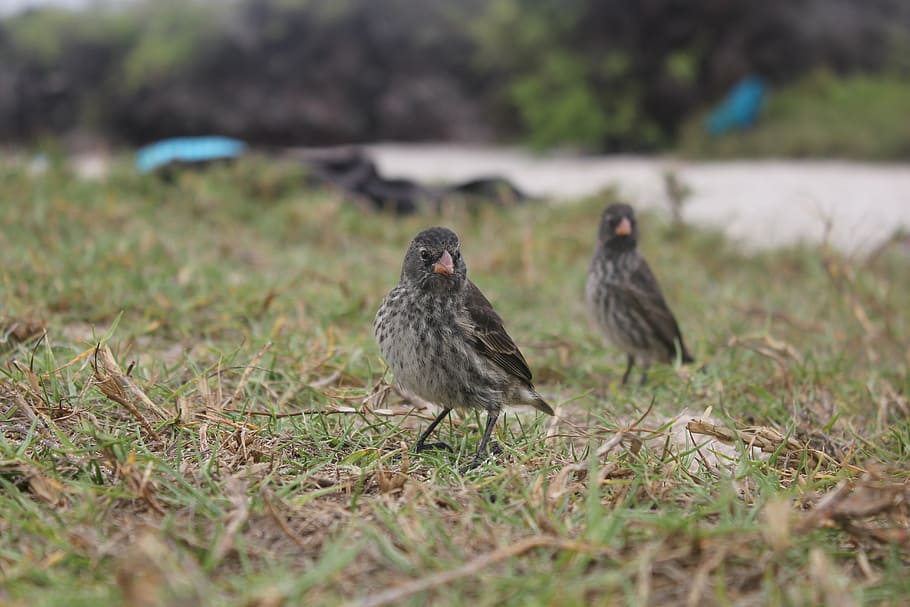 darwin finch, bird, sparrows, perspective, close, nature, sweet HD wallpaper