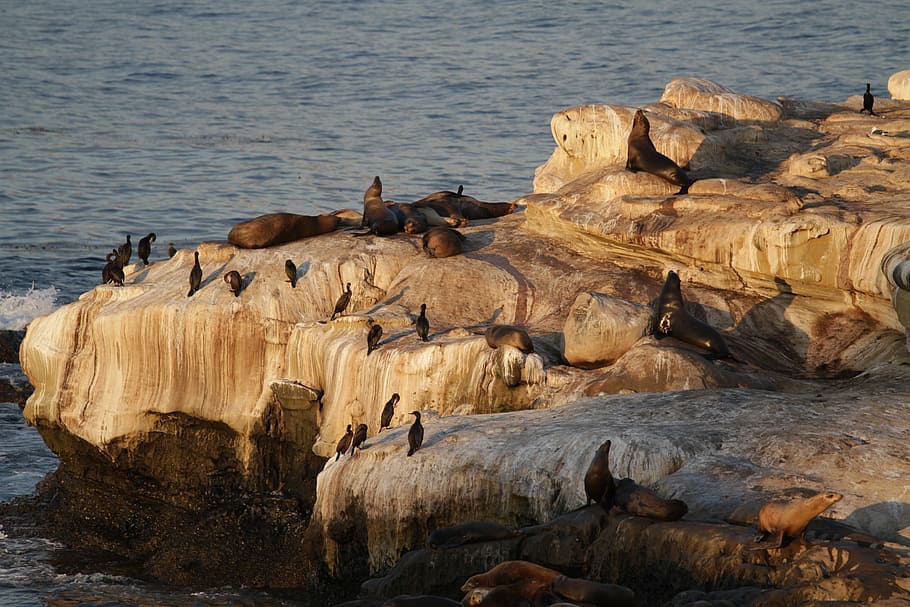 california, sea, lion, seals, sea lions, harbor, bay, water, HD wallpaper