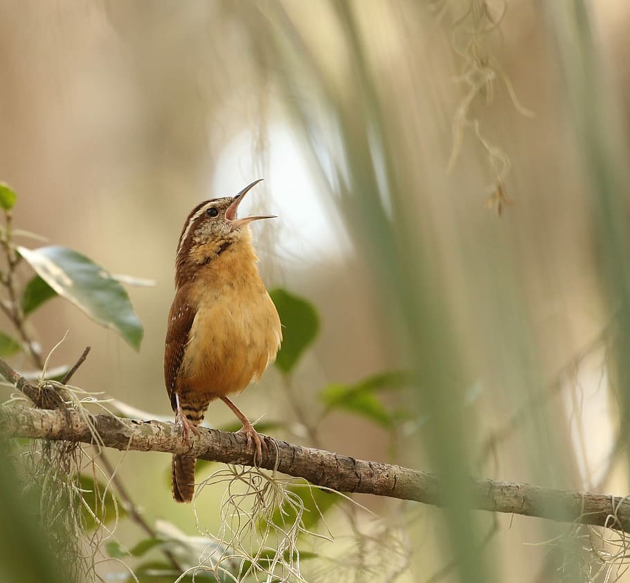 selective focus photography of yellow and brown bird standing on tree branch during daytime, bird perching on tree branch HD wallpaper