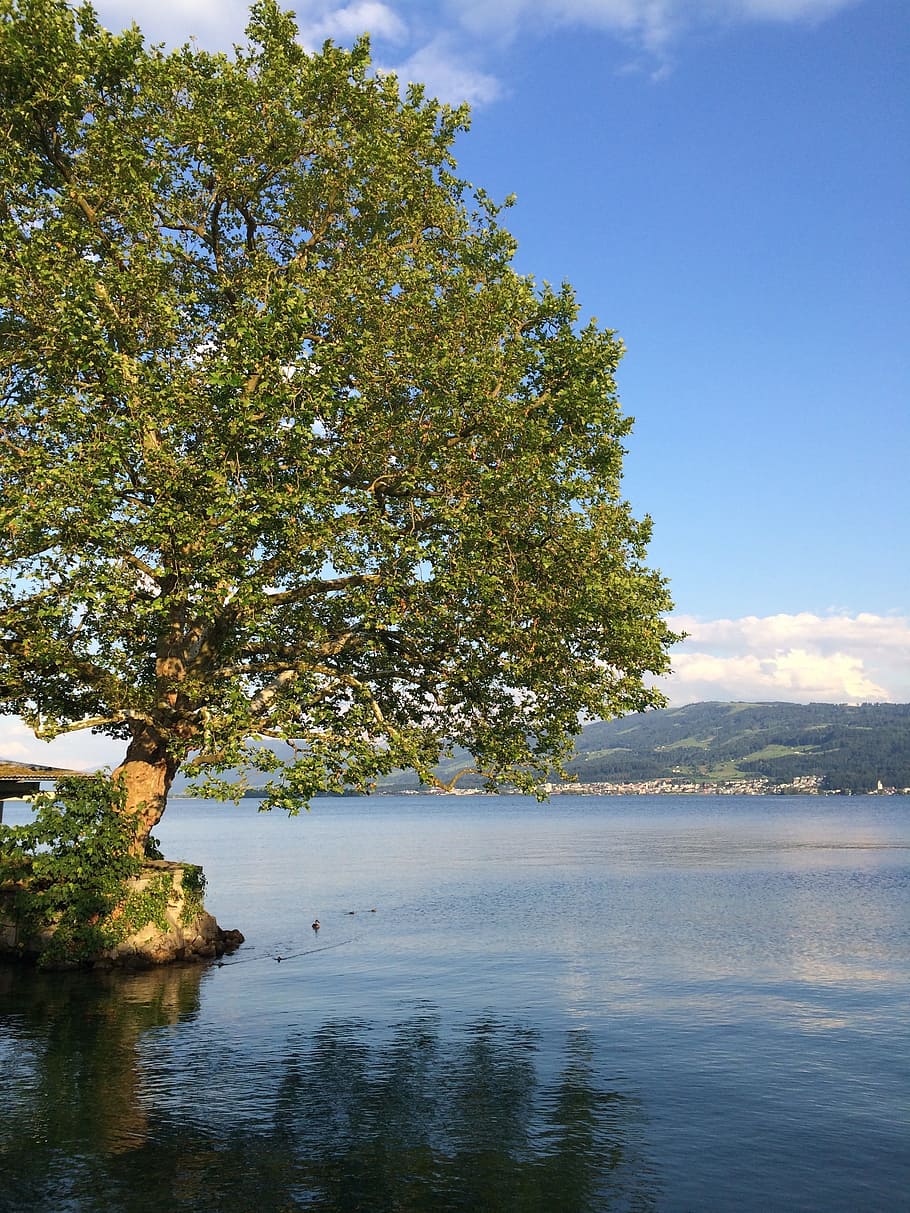 Zurich, Lake, Tree, Water, nature, landscape, scenics, outdoors HD wallpaper