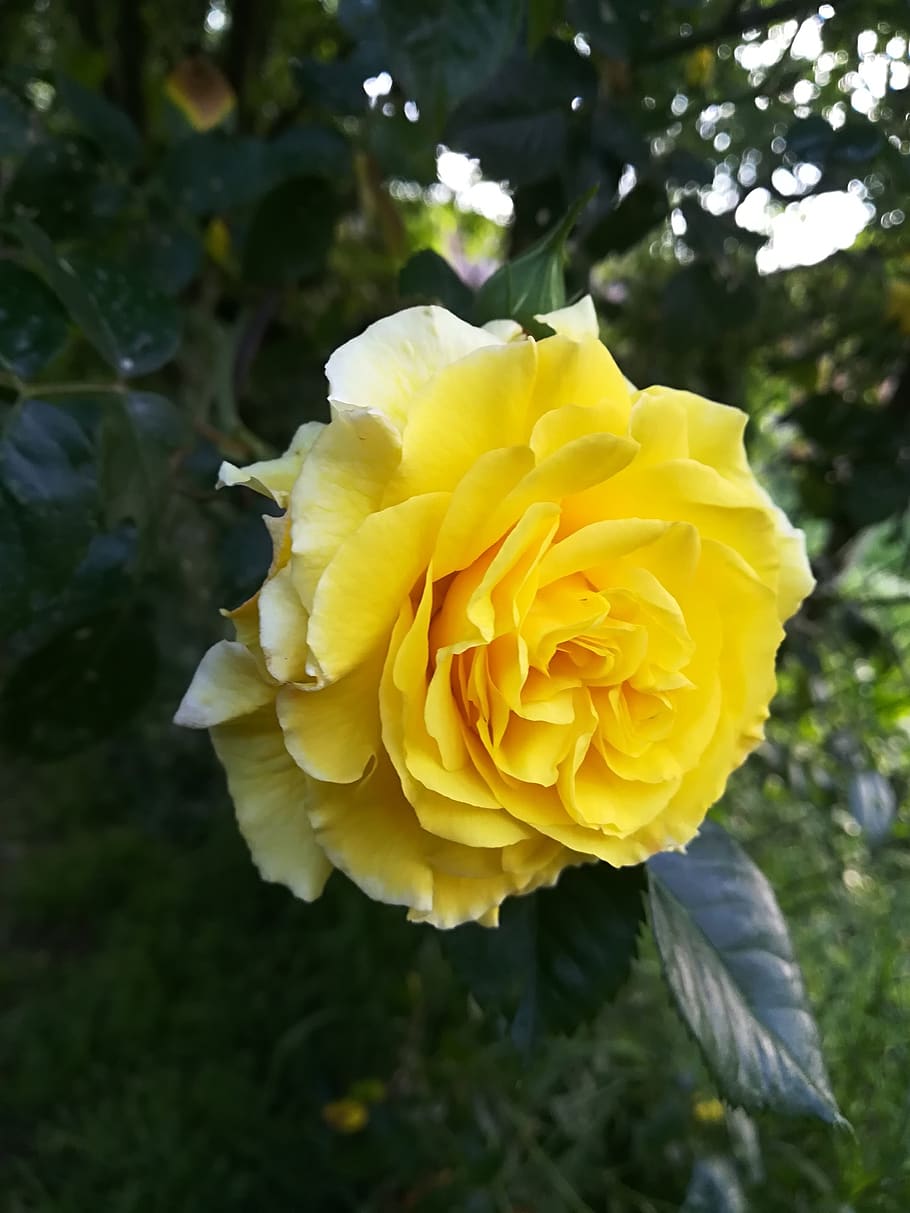 flower, rosa, nature, green, flowering plant, vulnerability HD wallpaper