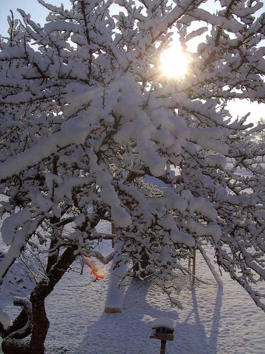 Winter, Tree, Snowy, flower, blossom, branch, nature, beauty in nature HD wallpaper