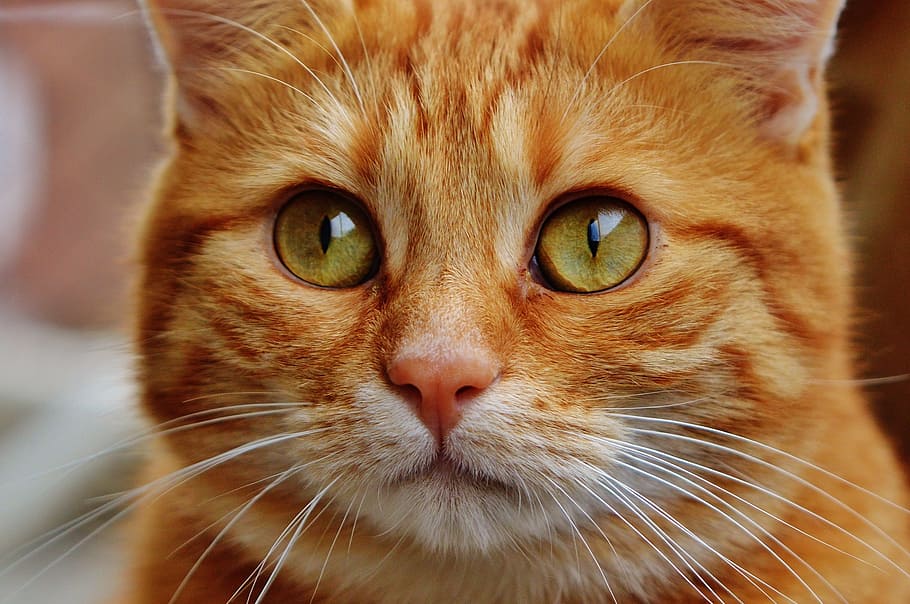 close up photo of orange and white tabby cat, red, cute, mackerel HD wallpaper