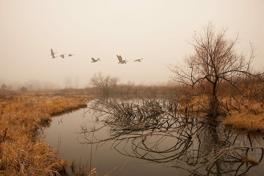 nature, tree, landscape, winter, water, fog, reflection, season HD wallpaper