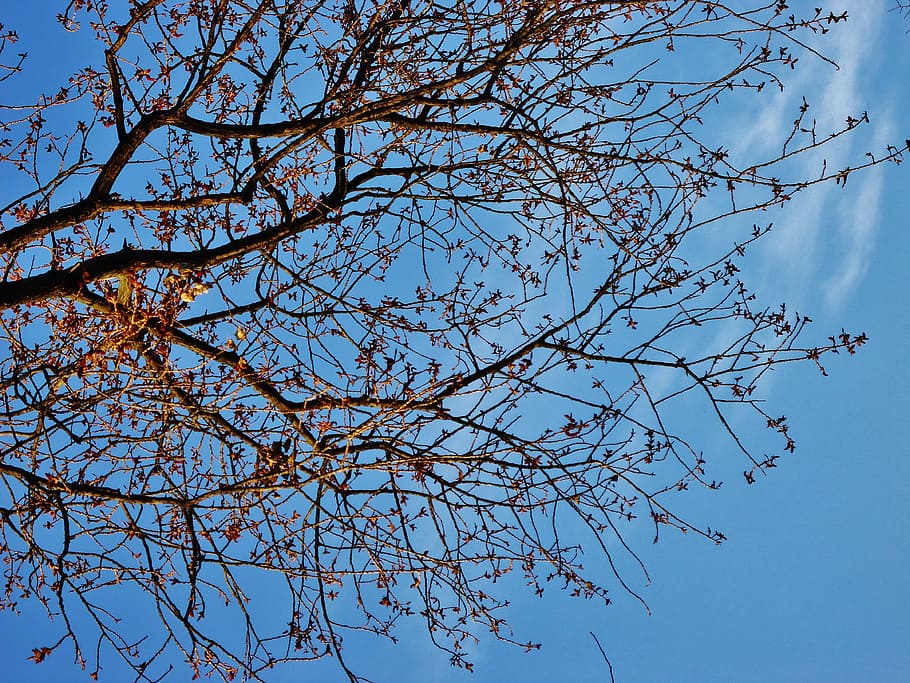 branch, tree, branches, sky, blue, contrast, cloud, white, plant HD wallpaper