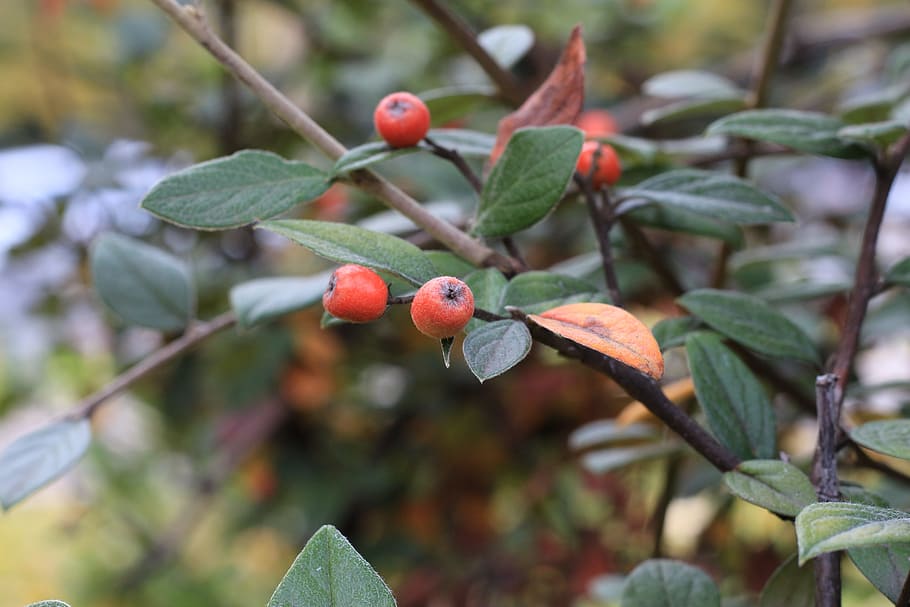 nature, tree, leaf, fruit, flora, branch, berry, plant part HD wallpaper