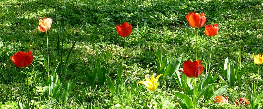 Tulips, Garden, Springtime, Blooming, flower, poppy, growth HD wallpaper