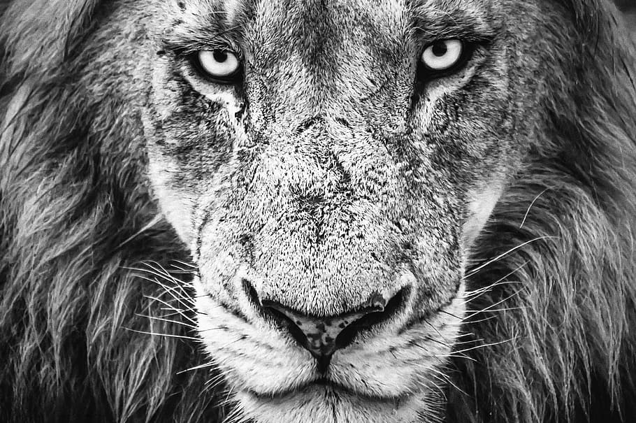 Gray Scale Portrait of Tiger, animal, big, black and white, carnivore