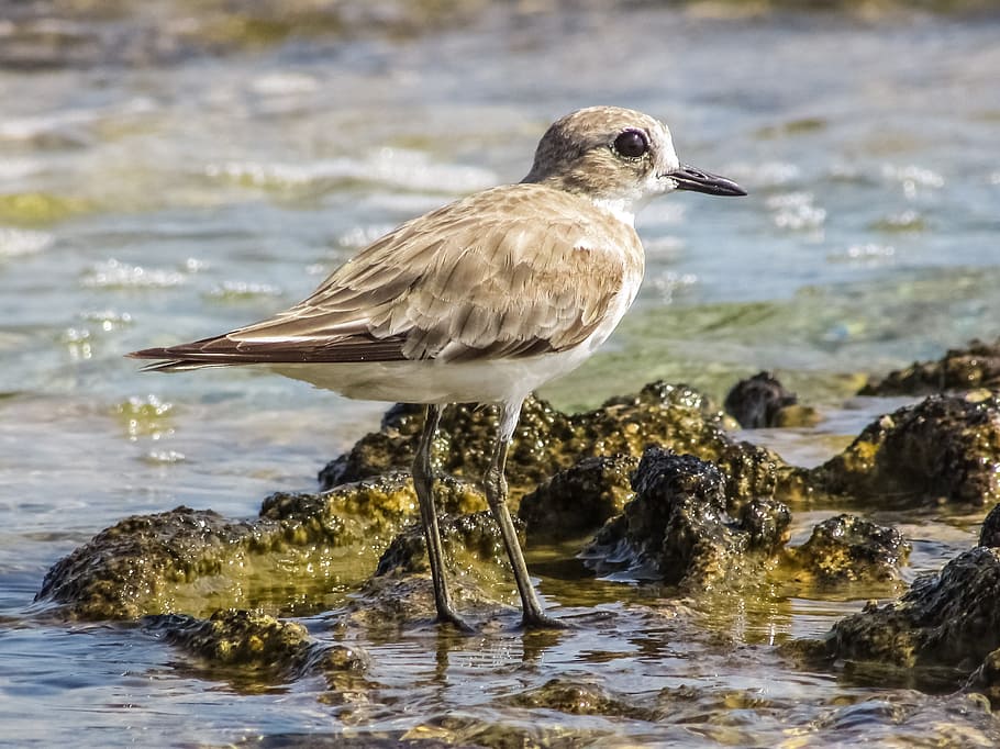 Stint, Seabird, Migratory, Nature, grey, wild, fauna, ecosystem HD wallpaper