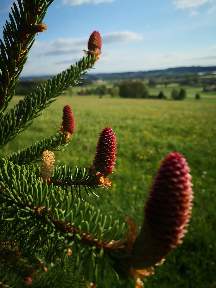 tree, conifer, pine, needle, fir tree, plant, growth, nature HD wallpaper