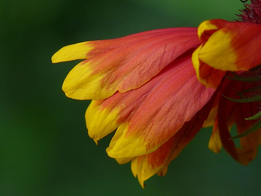 sun brews, helenium, composites, asteraceae, flower, blossom HD wallpaper
