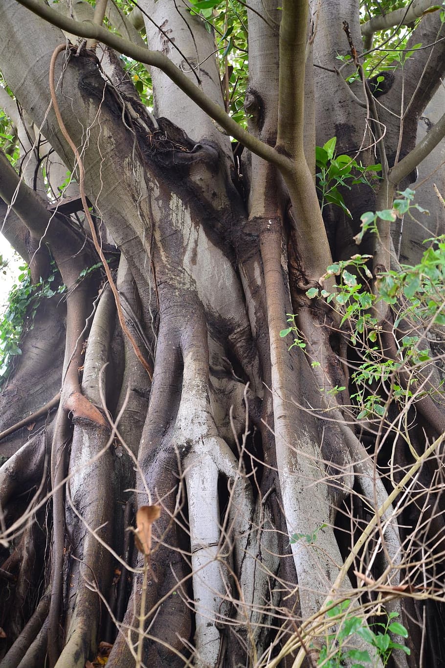 Fig Tree, Sydney, Australia, Roots, organic, agriculture, outdoors HD wallpaper