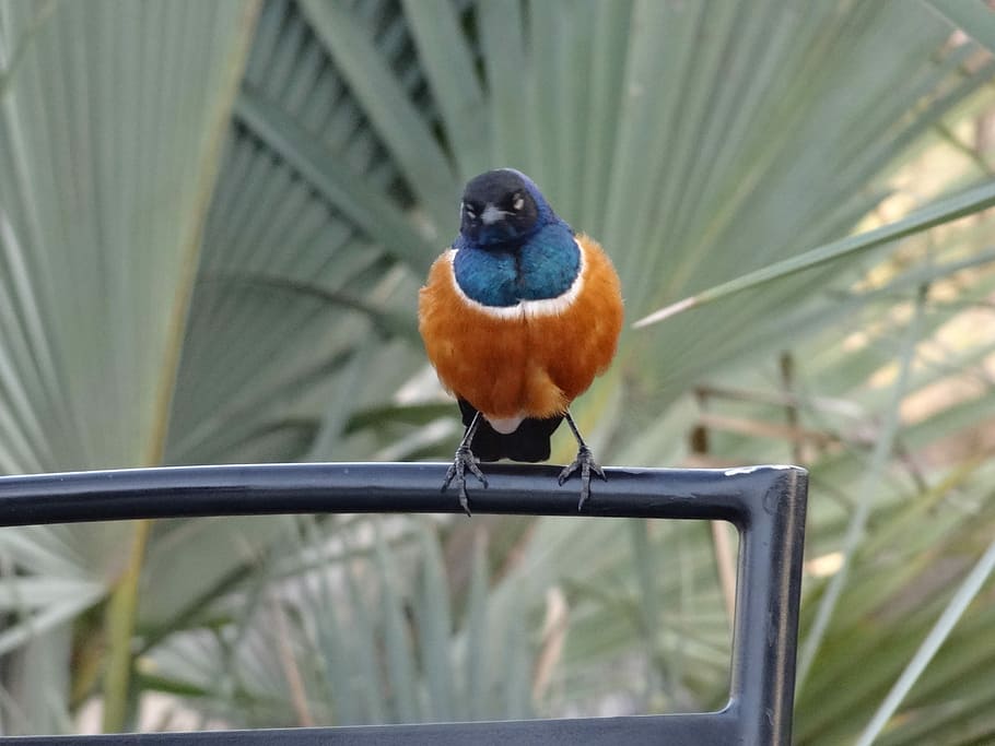 Bird, Exotic, Gourmand, one animal, animal wildlife, animal themes HD wallpaper