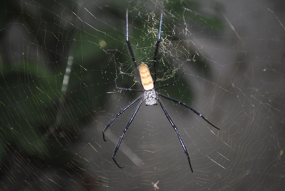 spider, spider web, insect, cobweb, bug, spiderweb, arachnid HD wallpaper