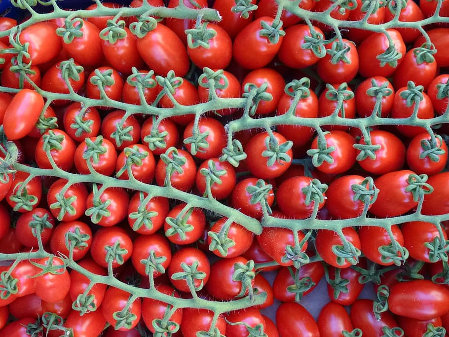 red, tomatoes, on the vine, vegetables, vegetarsisch, healthy HD wallpaper