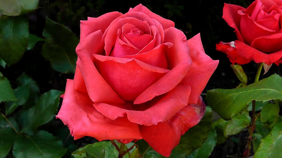 red rose flower about to bloom, rose bloom, close, beautiful HD wallpaper