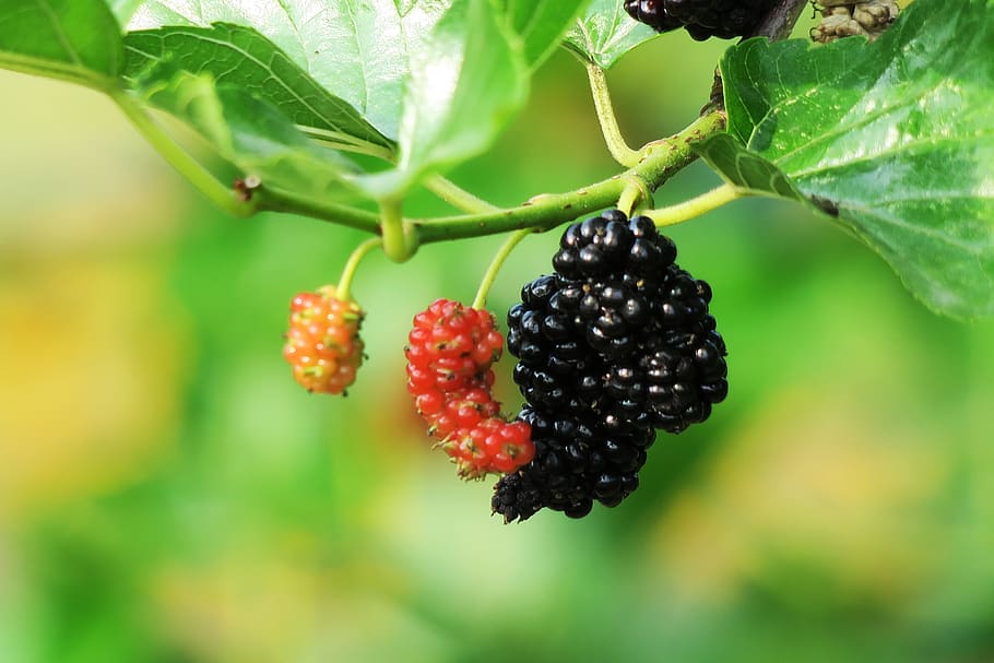 fruit, nature, leaf, food, berry fruit, healthy eating, food and drink HD wallpaper