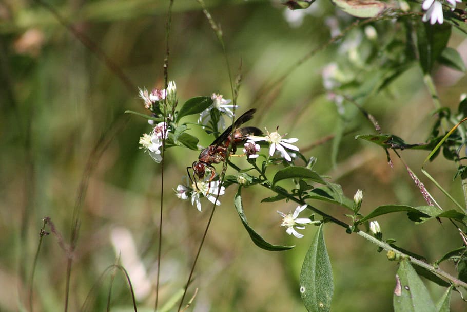 wasp, white flower, bugs life, plant, growth, flowering plant HD wallpaper