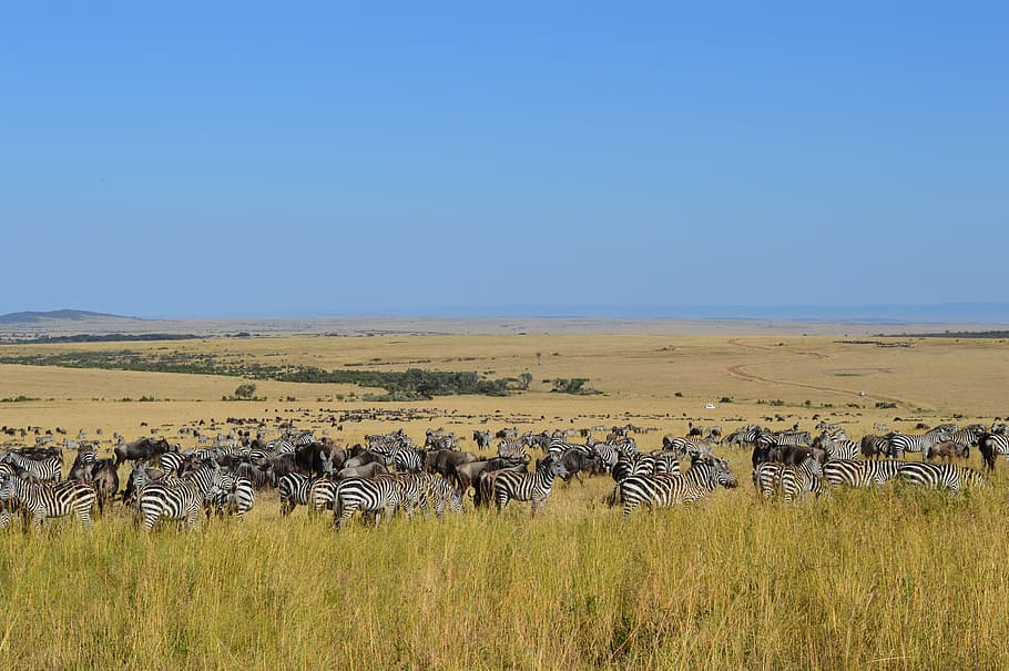 pack of zebra on green field, safari, wildlife, nature, animal