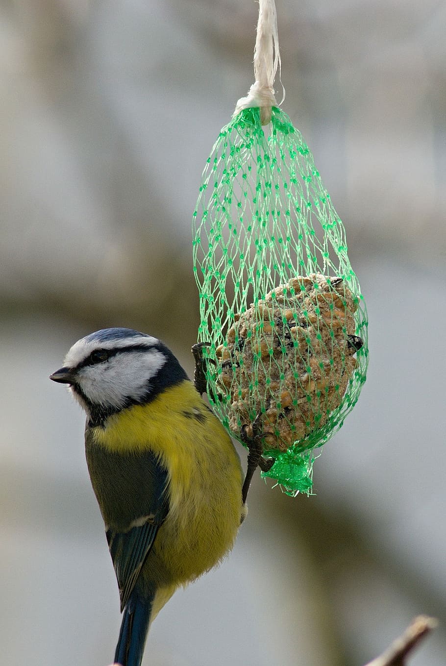 Tit, Tallow, Balls, Feeding, Bird, tallow balls, animal wildlife HD wallpaper