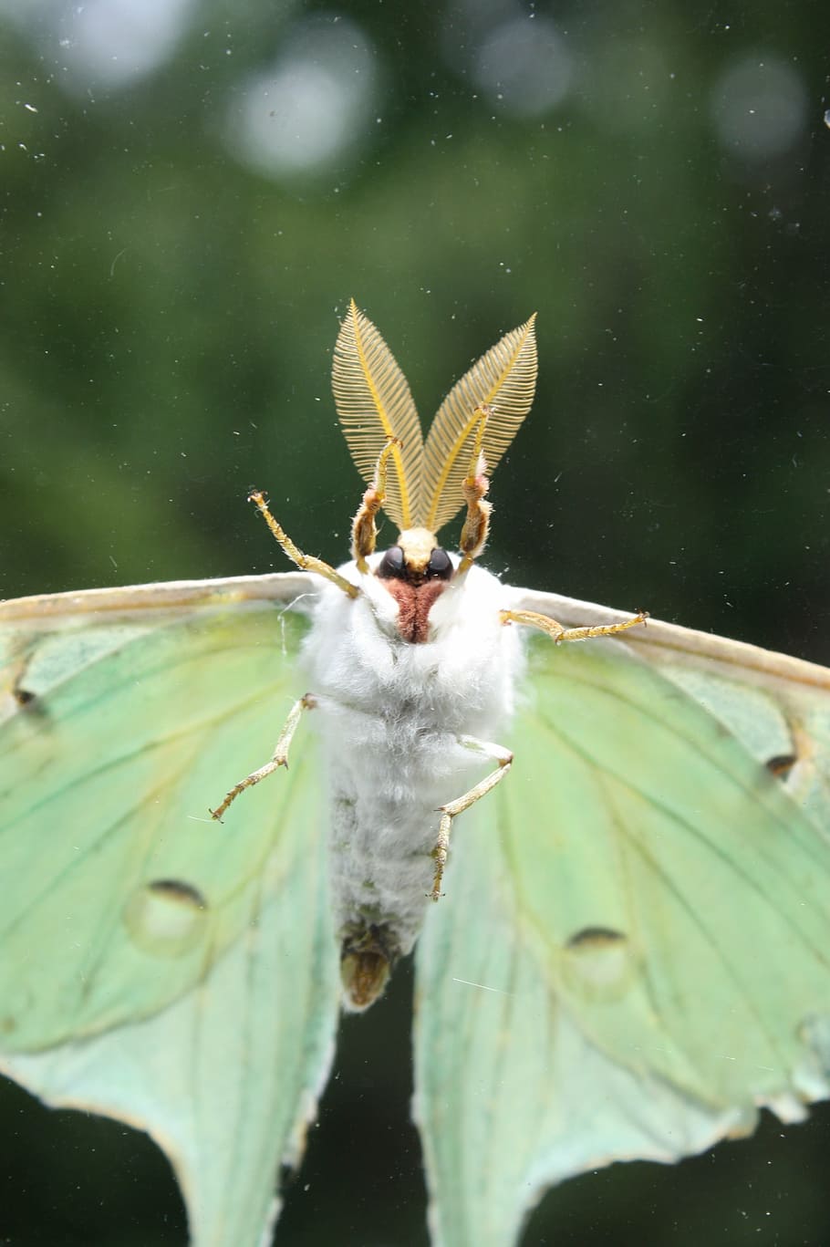 HD wallpaper luna moth perched on green leaf plant in closeup photography   Wallpaper Flare