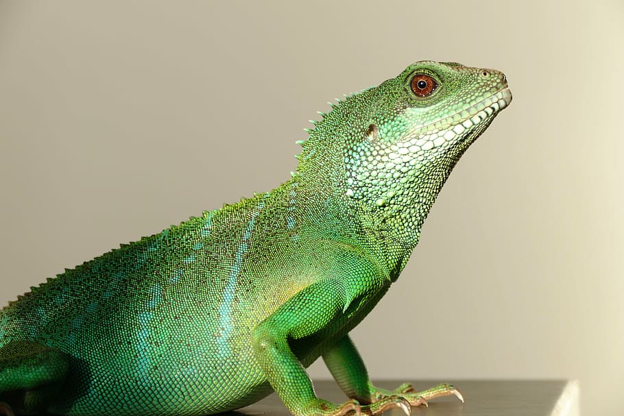 close-up photo of green iguana, chinese water dragon, reptiles, HD wallpaper