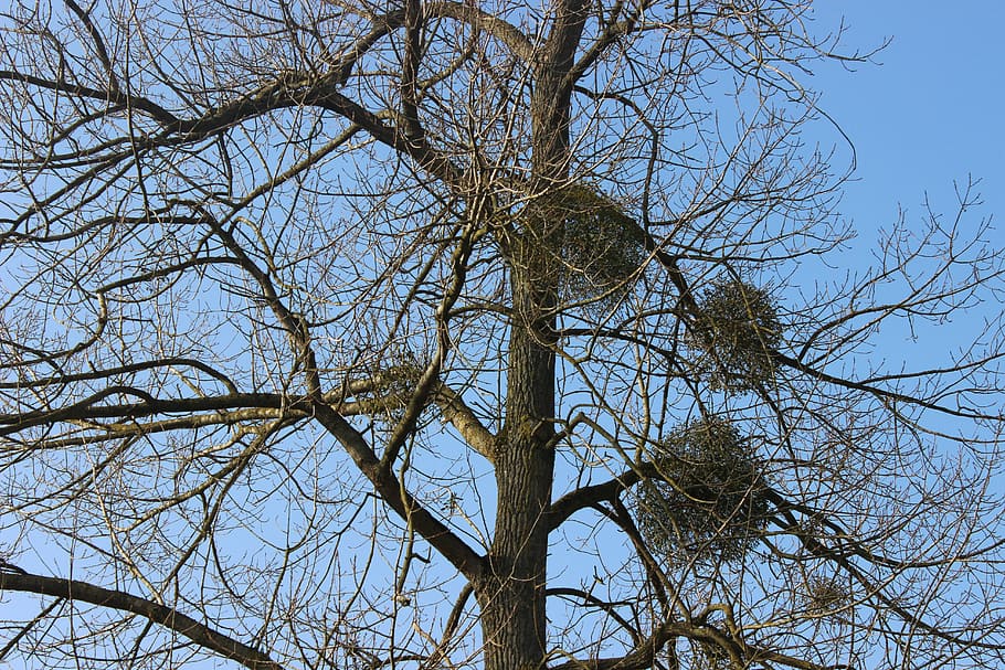 tree, fall, druids, gui, parasite healer, low angle view, bare tree HD wallpaper