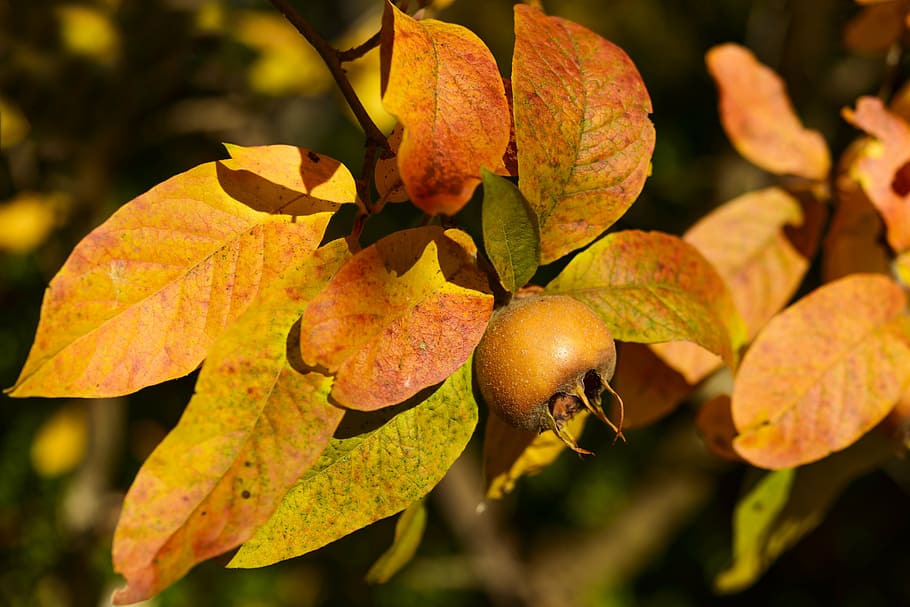 closeup photo of orange fruit, medlar, winter fruit, brown HD wallpaper