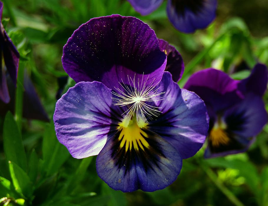 flower, nature, flowers, spring, violet, bloom, flowering plant HD wallpaper