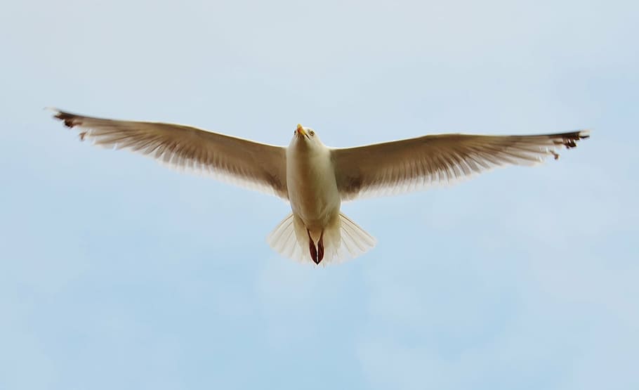 seagull, bird, flying, sky, wings, spread wings, vertebrate HD wallpaper