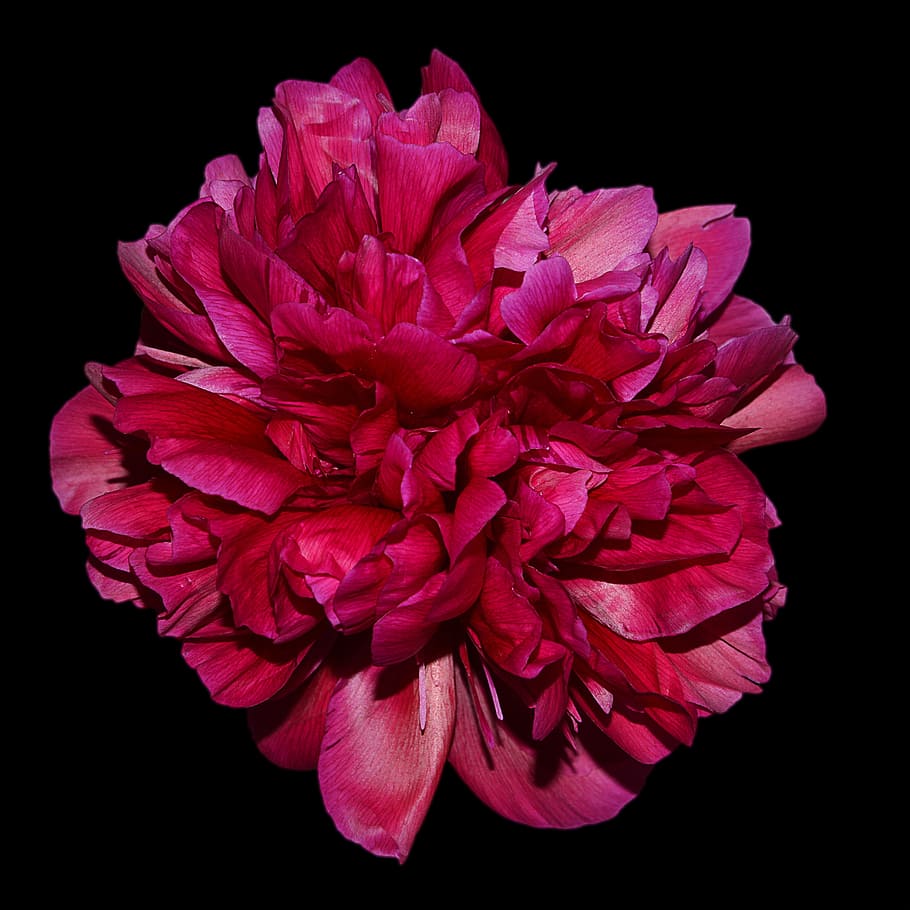 peony, red, blossom, bloom, flower, spring, flora, garden, pentecost HD wallpaper