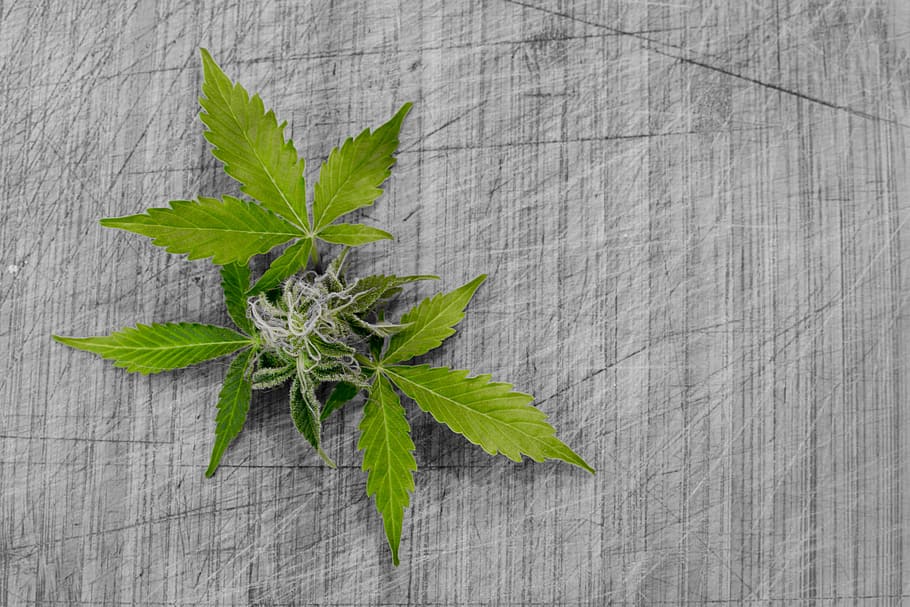 green cannabis plant on gray surface, leaf, nature, flora, desktop, HD wallpaper
