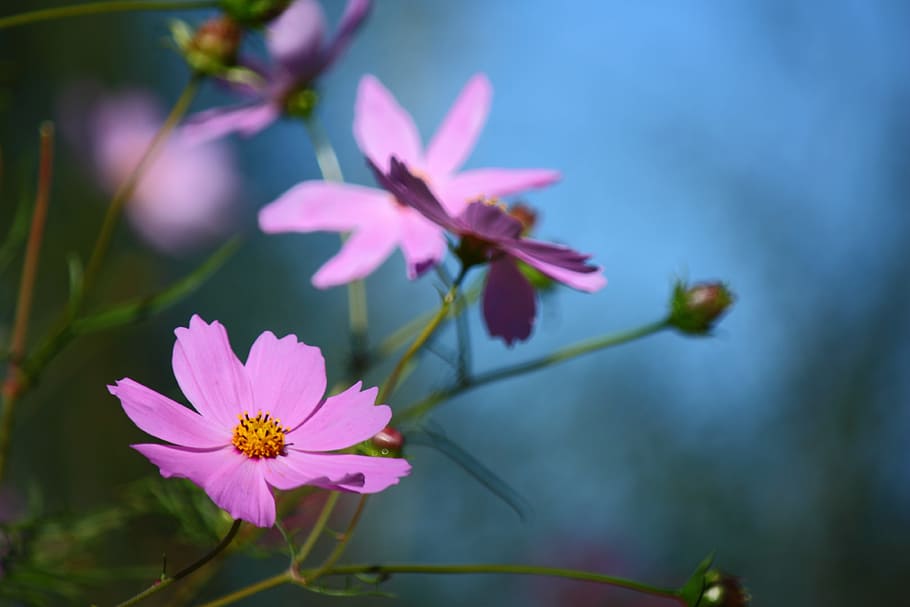 flower, rosa, flowers, flowering plant, freshness, pink color HD wallpaper