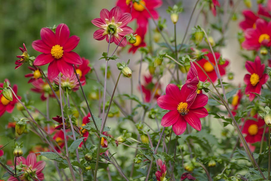 Flower, Plant, Nature, Macro, environment, botanical garden HD wallpaper