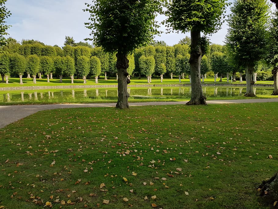 green, frederiksborg, hillerød, plant, tree, grass, green color HD wallpaper