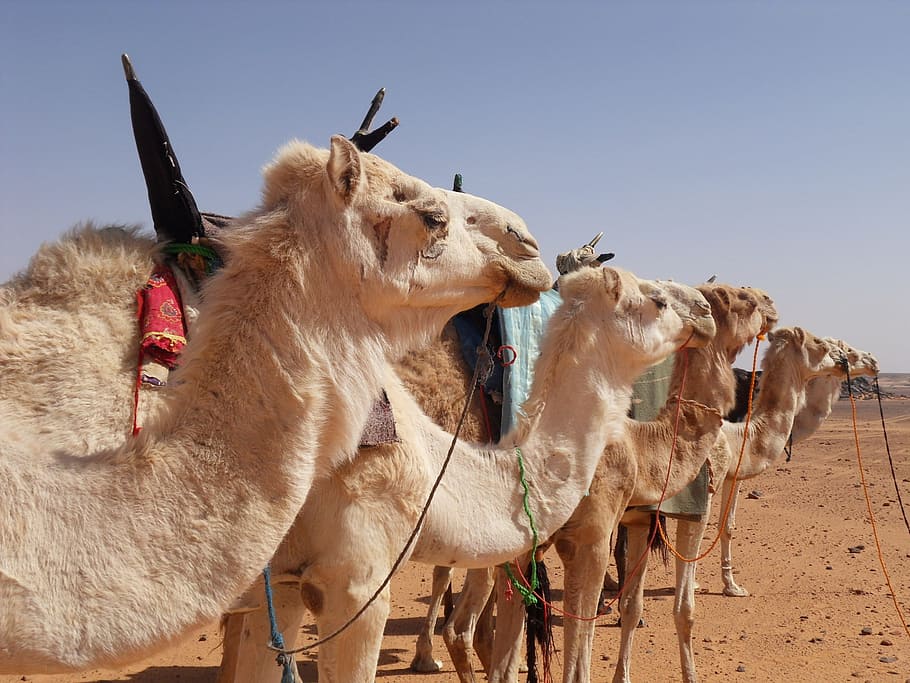 Desert, Sand, Camel, Sahara, camels, tuareg, drought, hot, reins, HD wallpaper