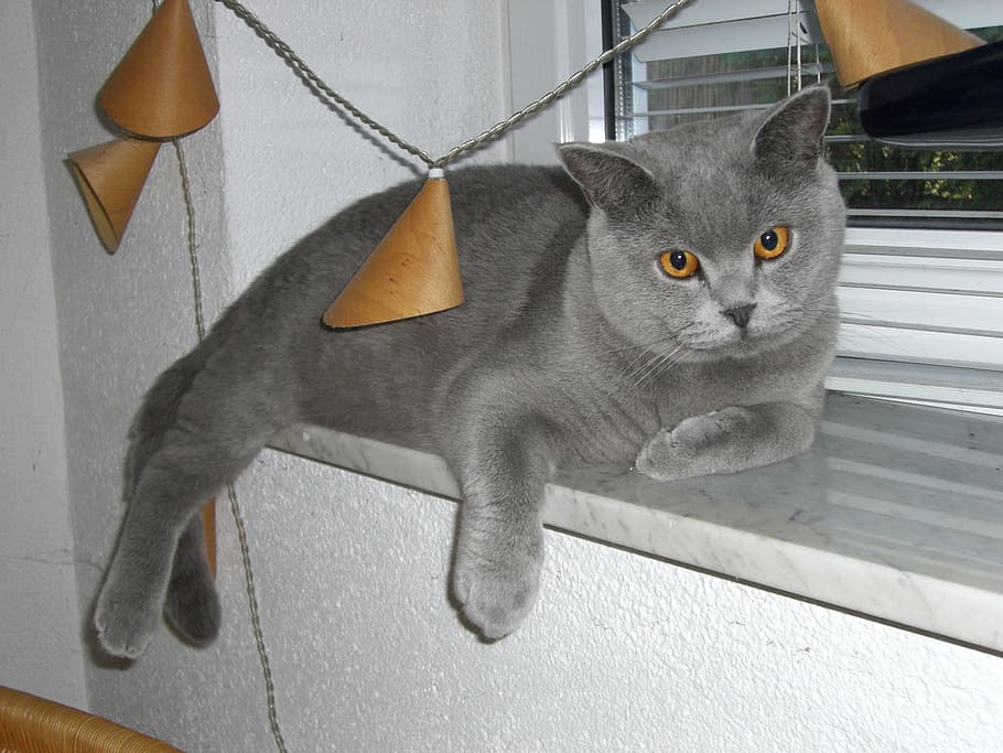 cat, window sill, camacho, view, trust, feline, domestic cat HD wallpaper