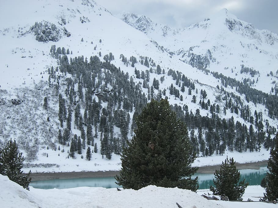 Snow, Winter, Forest, Trees, Nature, white, season, frost, landscape HD wallpaper