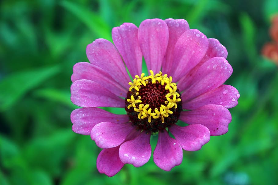 Flower, Nature, Spring, Plant, Petal, blooming, growth, flower head HD wallpaper