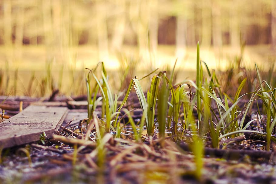 green grass field, forest, nature, spring, natural, environment HD wallpaper