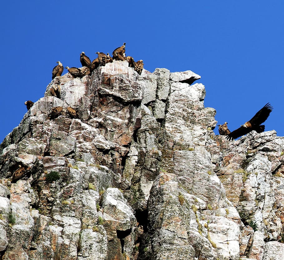 monfrague park, spain, vultures, cliffs, extremadura, natural HD wallpaper