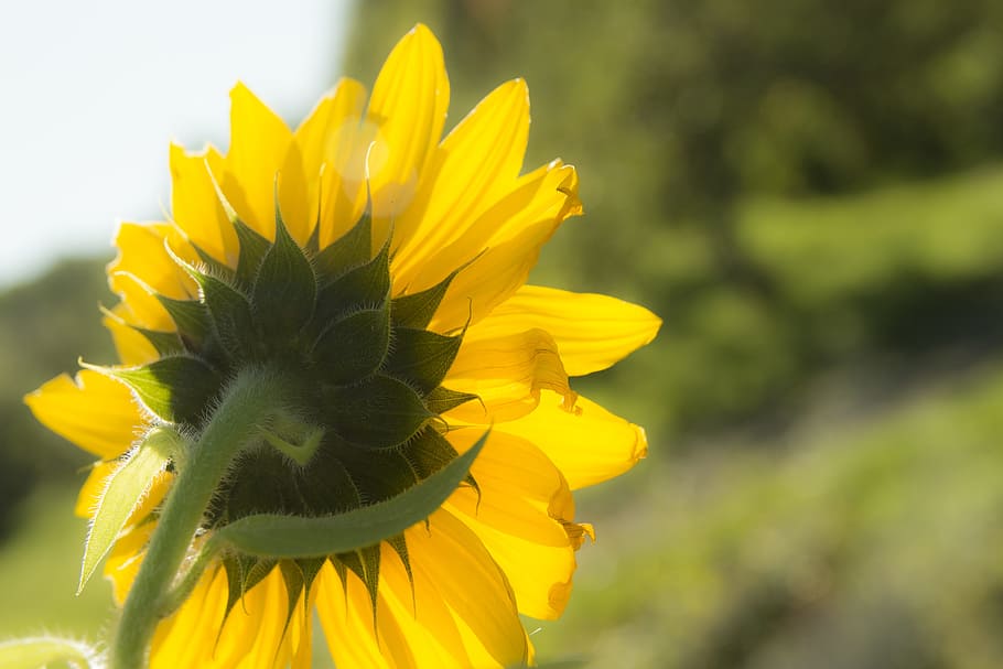 sunflower, nature, yellow, flowering plant, freshness, petal HD wallpaper
