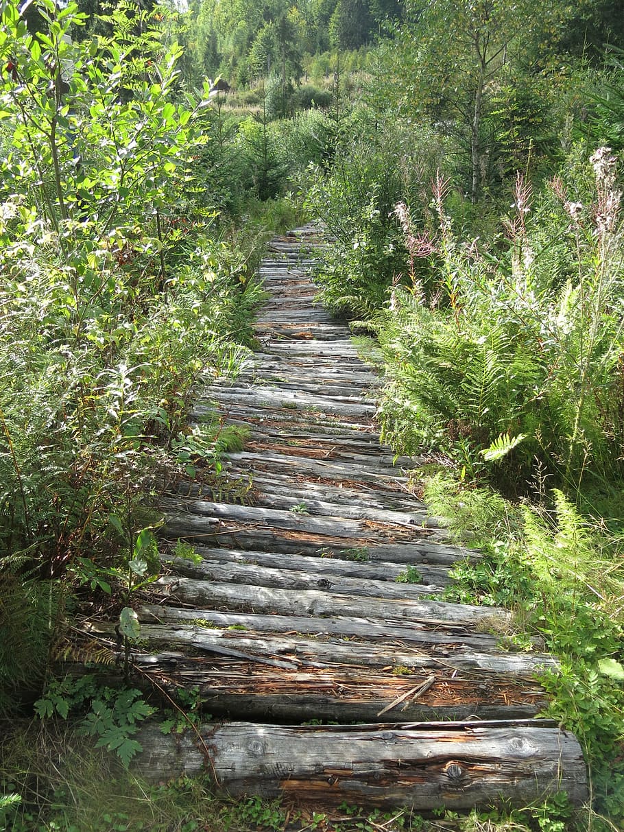 away, wood, web, boardwalk, hiking, park, forest, green, flowers HD wallpaper