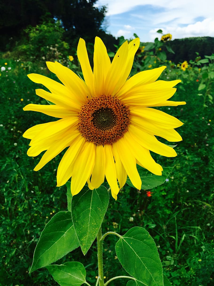 summer, sun flower, yellow, flowering plant, growth, beauty in nature HD wallpaper