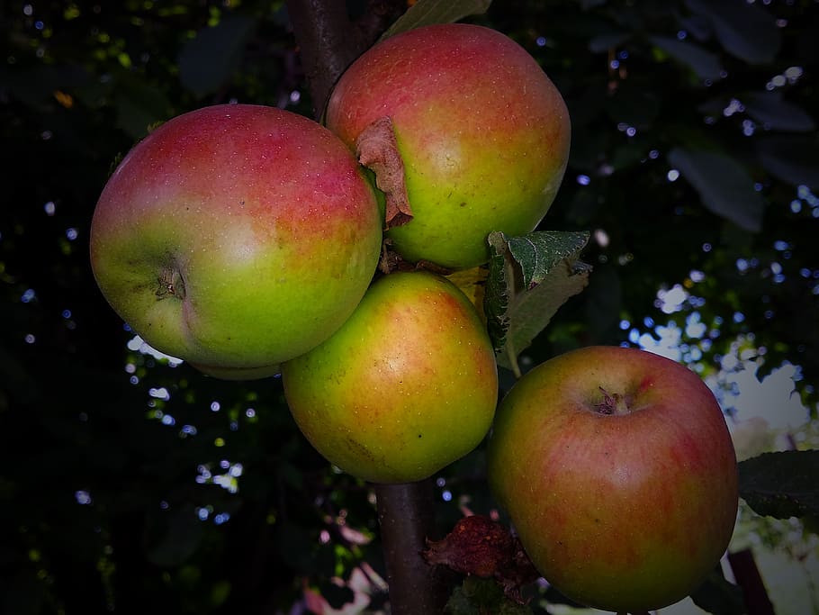 park, apple, fruit, garden, autumn, bio, eco, products, locally HD wallpaper