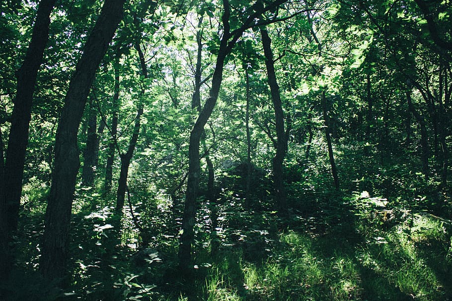 forest, nature, trees, woods, plant, land, growth, beauty in nature HD wallpaper